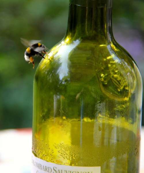 Bee Bottle Honey Bee Insect
