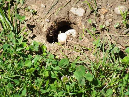 Bee Insect Hole Nest