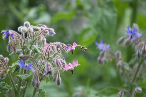 Bee Garden Summer Nectar Blue Insect Honey