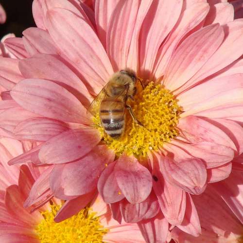 Bee Pollinating Flower Daisy Pink Summer