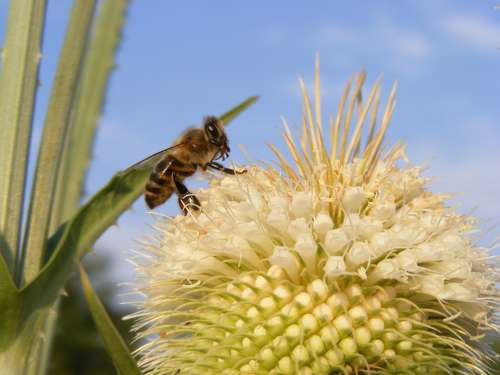 Bee Close-Up Cutleaf Dipsacus Honey Laciniatus