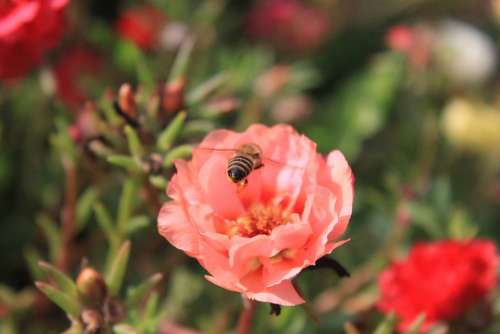 Bee Flight Flowers Honey Insects Summer