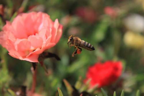 Bee Bumble Bee Colored Flight Honey Pollen