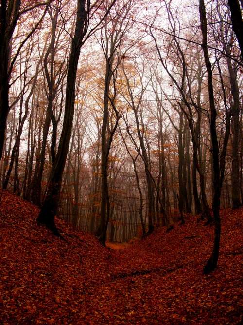 Beech Forest Wood Nature Autumn