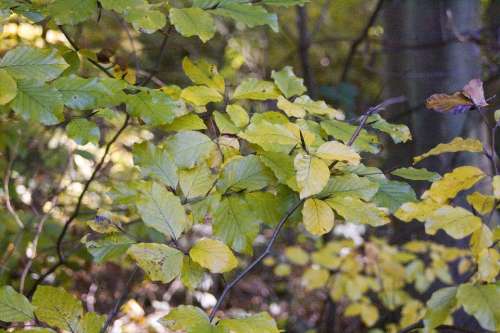 Beech Blaettter Forest Golden October Autumn