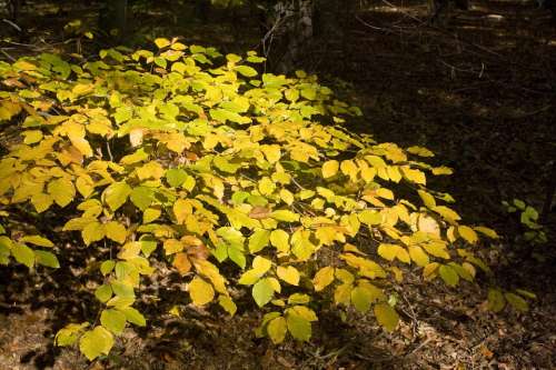 Beech Beech Leaves Leaves Forest Golden October