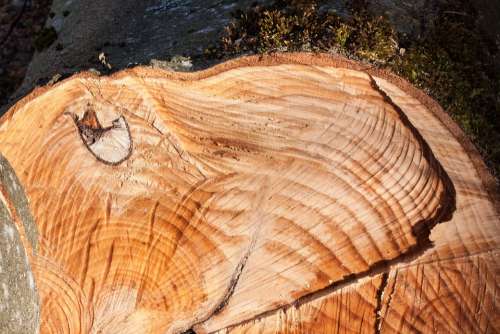 Beech Fagus Sylvatica Like Traces Chainsaw Eye