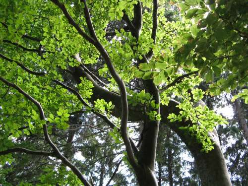 Beech Tree Leaves Green Aesthetic Summer Nature