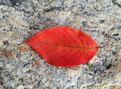 Beech Autumn Leaf Leaf Coloring Red Leaves