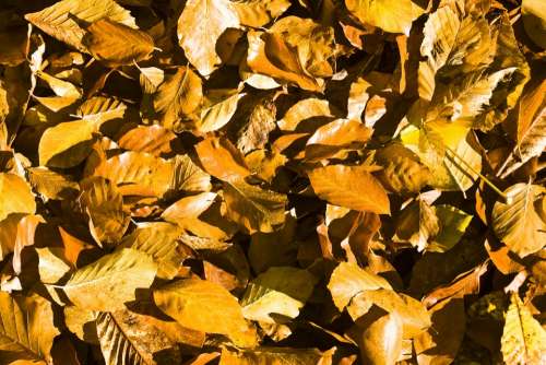 Beech Leaves Leaves Autumn Emerge Fall Foliage