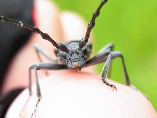 Beech Spike Ring Scopolii Scopolii Beetle Insect