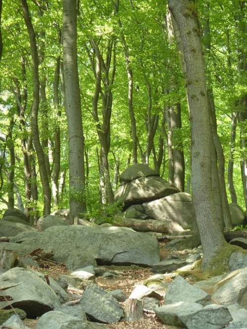 Beech Wood Forest Rock Trees Nature