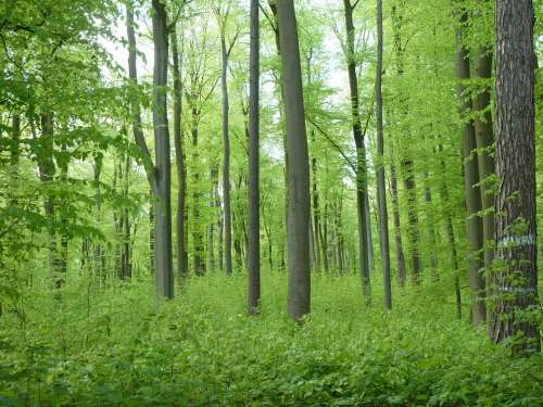 Beech Wood Forest Trees Book Green Nature Spring