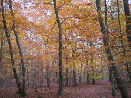 Beech Wood Golden November Autumn Late Autumn