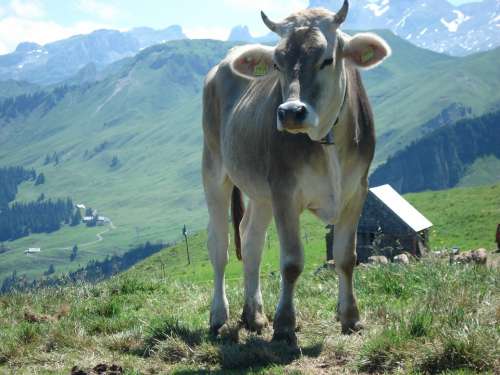 Beef Alp Wide Switzerland Schwyz Fronalpstock