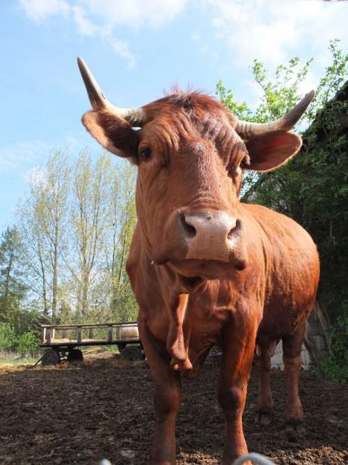 Beef Cow Pasture Horns Head Brown Milk Cow