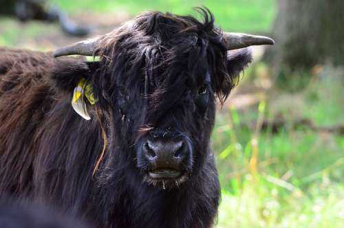 Beef Highland Beef Cow Black Fur Horns