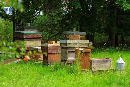 Beehive Beehives Outdoors Nature Field Photo