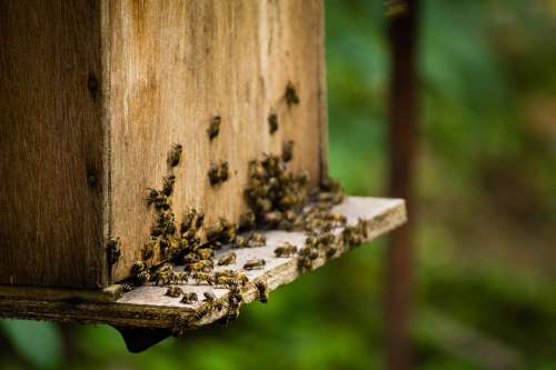 Bees Beekeeping Insect Honey Bee Worker Beehive