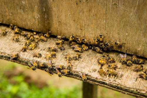 Bees Beekeeping Insect Honey Bee Worker Beehive