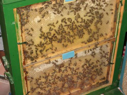 Bees Beehive Combs Bee'S Nest Hive