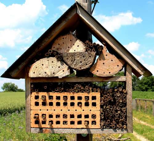 Bees Wild Bees Bee House Protection Of Species Nest
