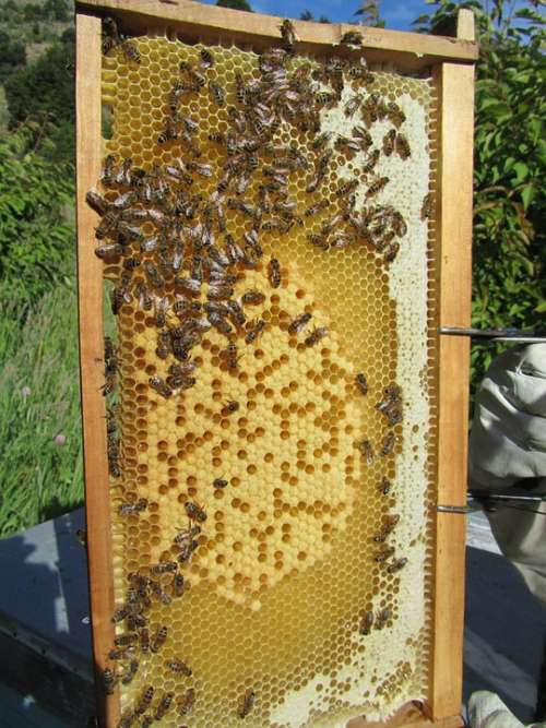 Bees Beehive Honey Beekeeper Beekeeping Insect