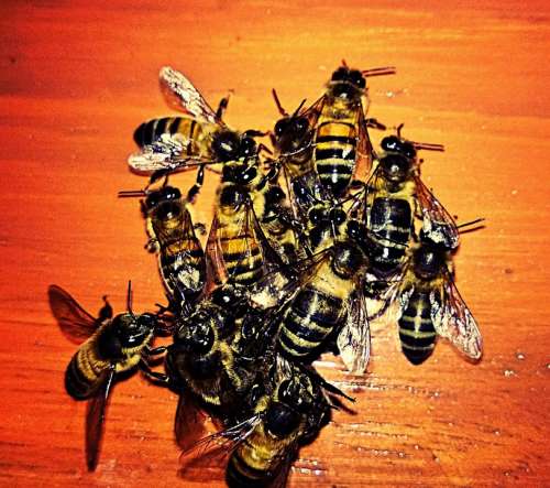 Bees Animals Insects