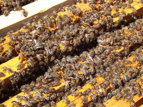 Bees Beehive Beekeeping Honey Busy Honeybees