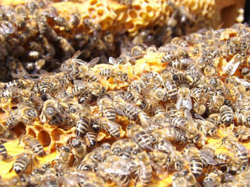 Bees Beehive Beekeeping Honey Busy Honeybees