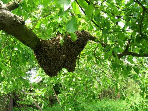 Bees Swarm Apiary