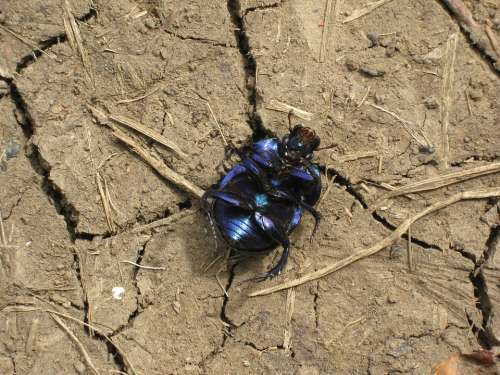 Beetle Macro Black Dung Beetle Ground Arable