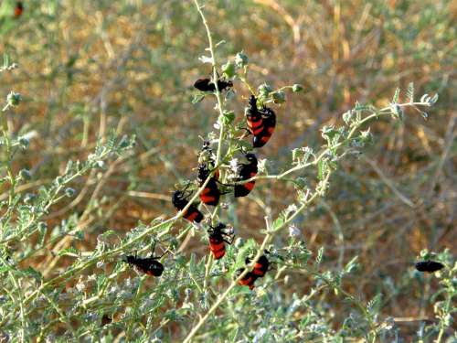 Beetle Bush Leaf Red Black Insect Carapace