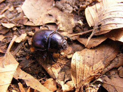 Beetle Dung Three Stone Beech Hg Forest Nature