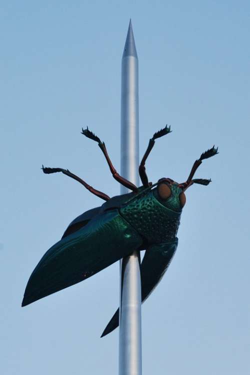 Beetle Art Bug Needle Leuven Fabre Scarab