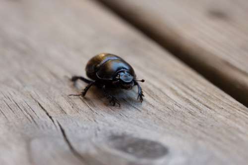 Beetle Insect Black Crawl Wood