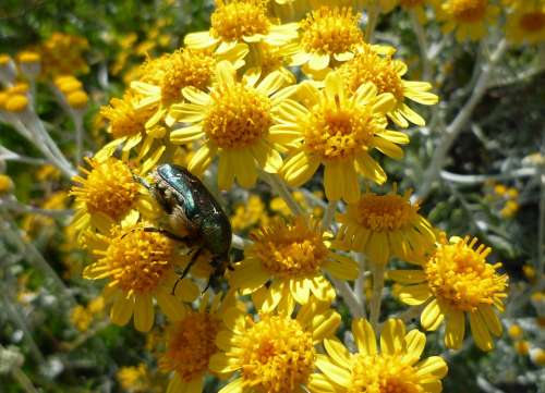 Beetle Flower Yellow Close Up Nature Blossom