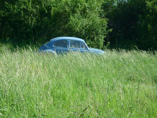 Beetle Vw Grass Auto Old Oldtimer Arable Field