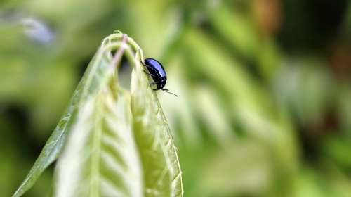 Beetle Insect Black Leaf Green Nature