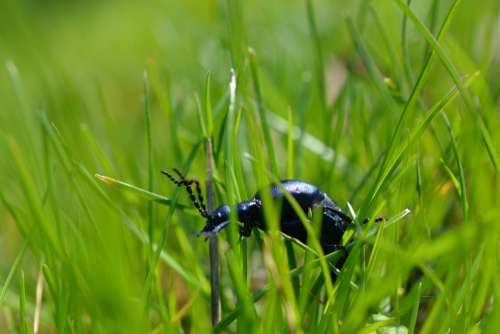 Beetle Insect Nature Animal Macro Grass Black