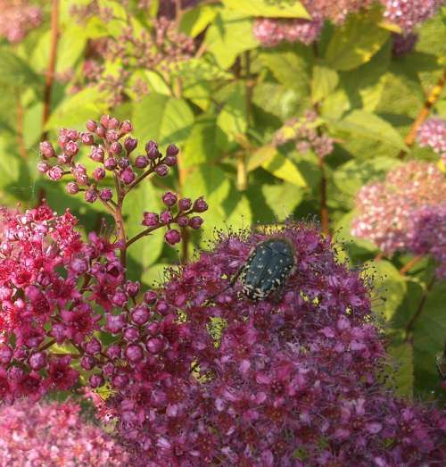 Beetle Insect Close Up Blossom Bloom Garden