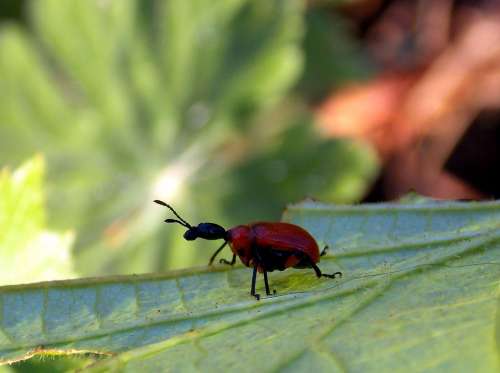 Beetle Leaf Roller Hazel Leaf-Roller Insect Animal