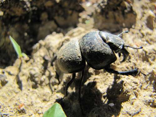 Beetle Earth Animal Insect Nature Arthropod