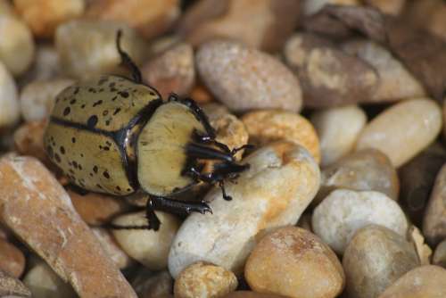 Beetle Outdoor Nature Bug Insect Rock Wild
