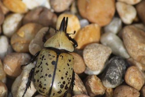 Beetle Outdoor Nature Bug Insect Rock Wild