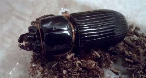 Beetle Beetles Patent Leather Beetle Horn Beetle