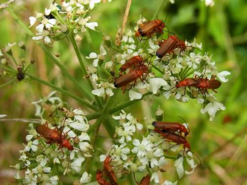Beetle Soldier Beetle Insect Wirbellos Animal