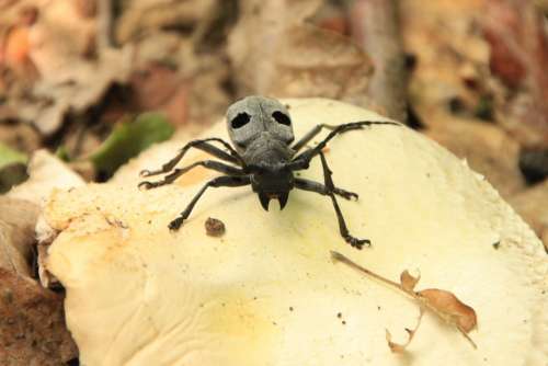 Beetle Black Bug Cerambycidae Funereus Horns