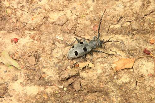 Beetle Black Bug Cerambycidae Funereus Horns