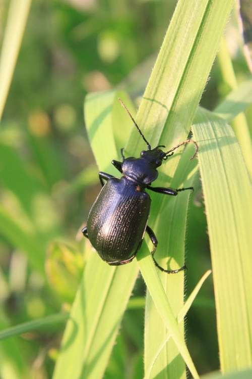 Beetle Black Calosoma Carabidae Caterpillar Grass